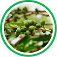 Green coffee bean extract