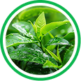 Green tea extract