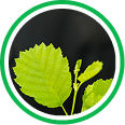 Mulberry leaf extract